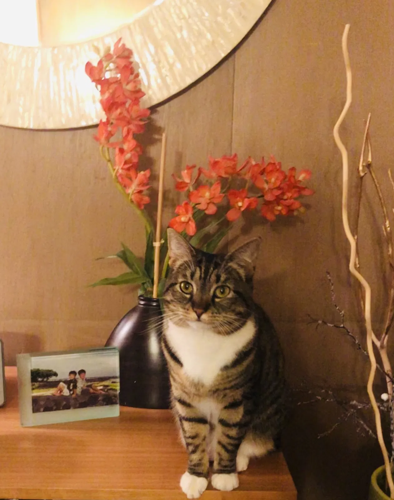 Lost cat in Berkeley, CA, 94707