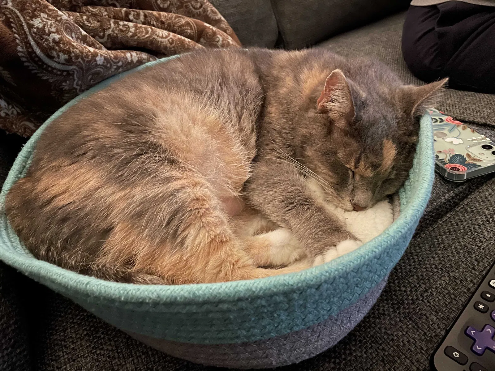 Lost cat in Chattanooga, TN, 37421