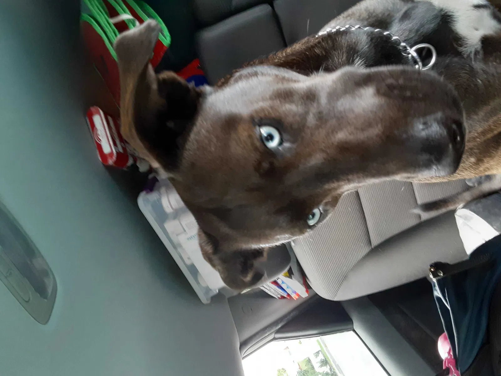Lost dog in Orlando, FL, 32819