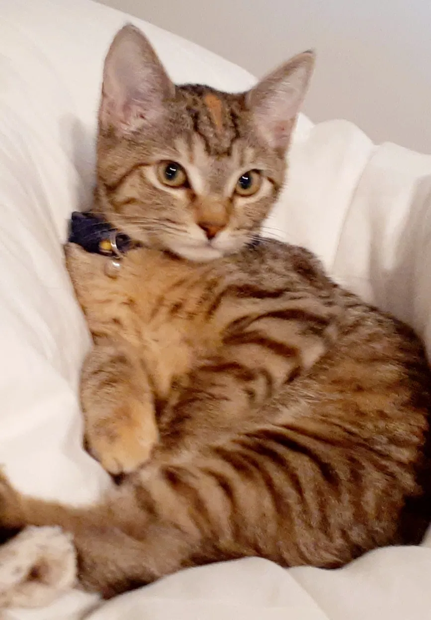 Lost cat in Modesto, CA, 95358
