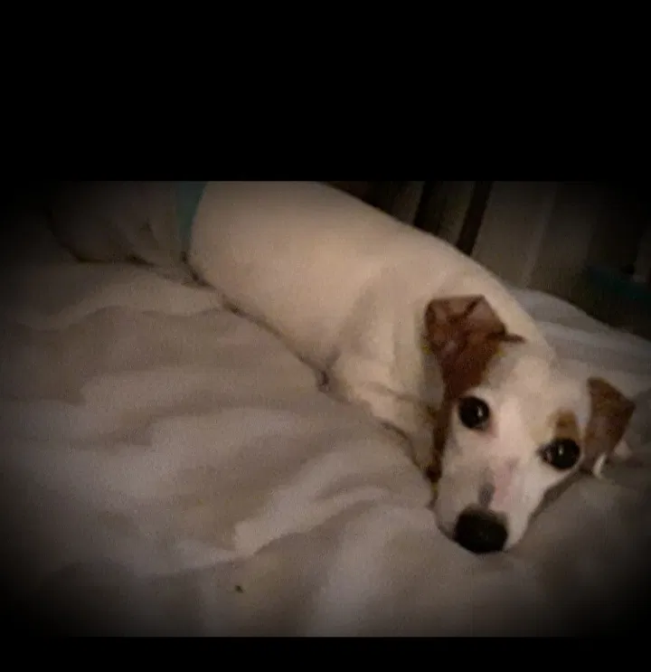 Lost dog in Rome, GA, 30165