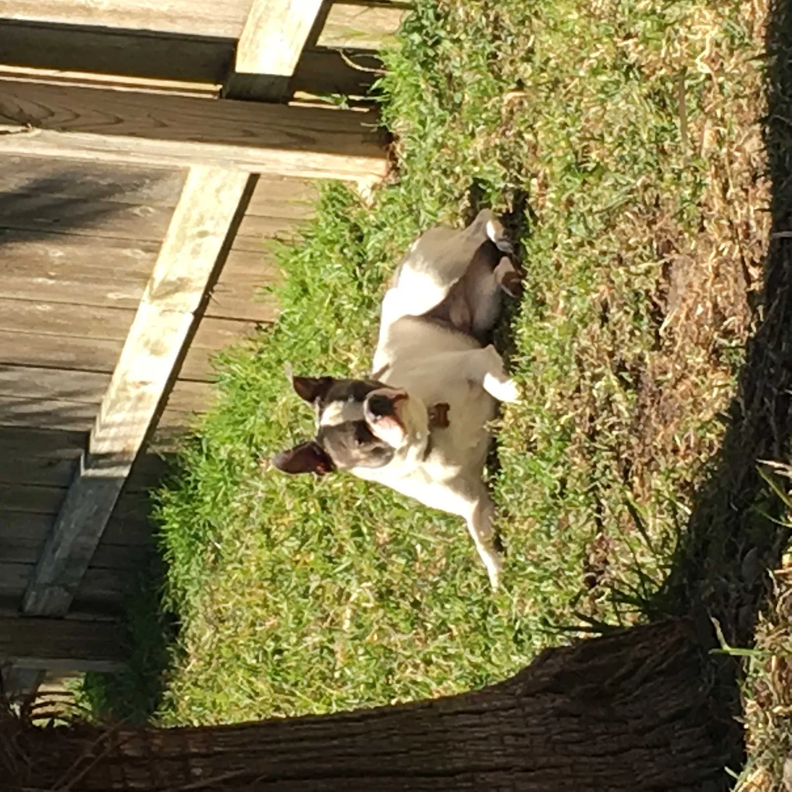 Lost dog in College Station, TX, 77845