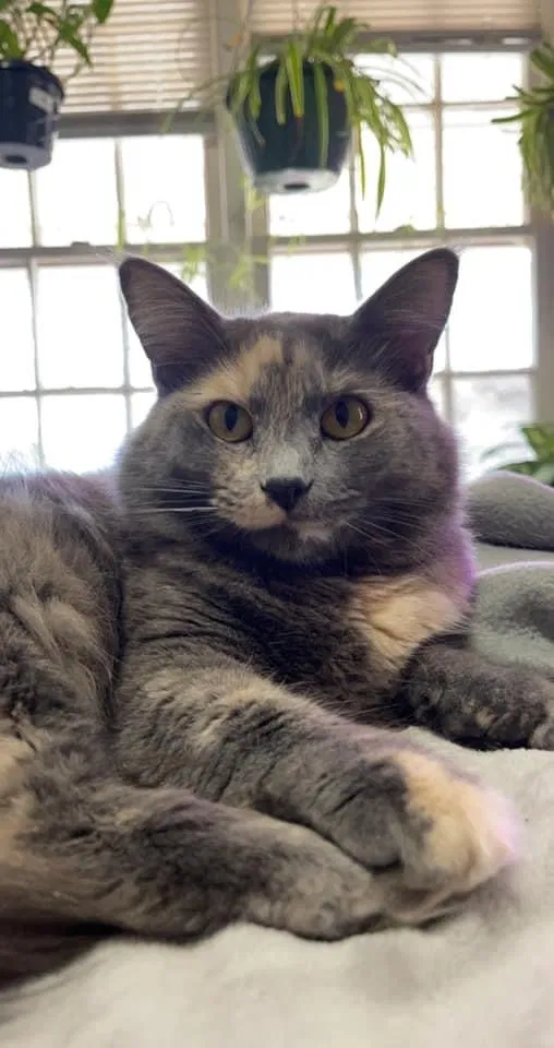 Lost cat in Fort Smith, AR, 72901