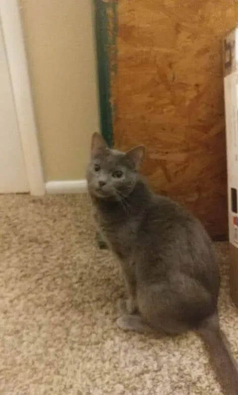 Lost cat in Clarksville, TN, 37043