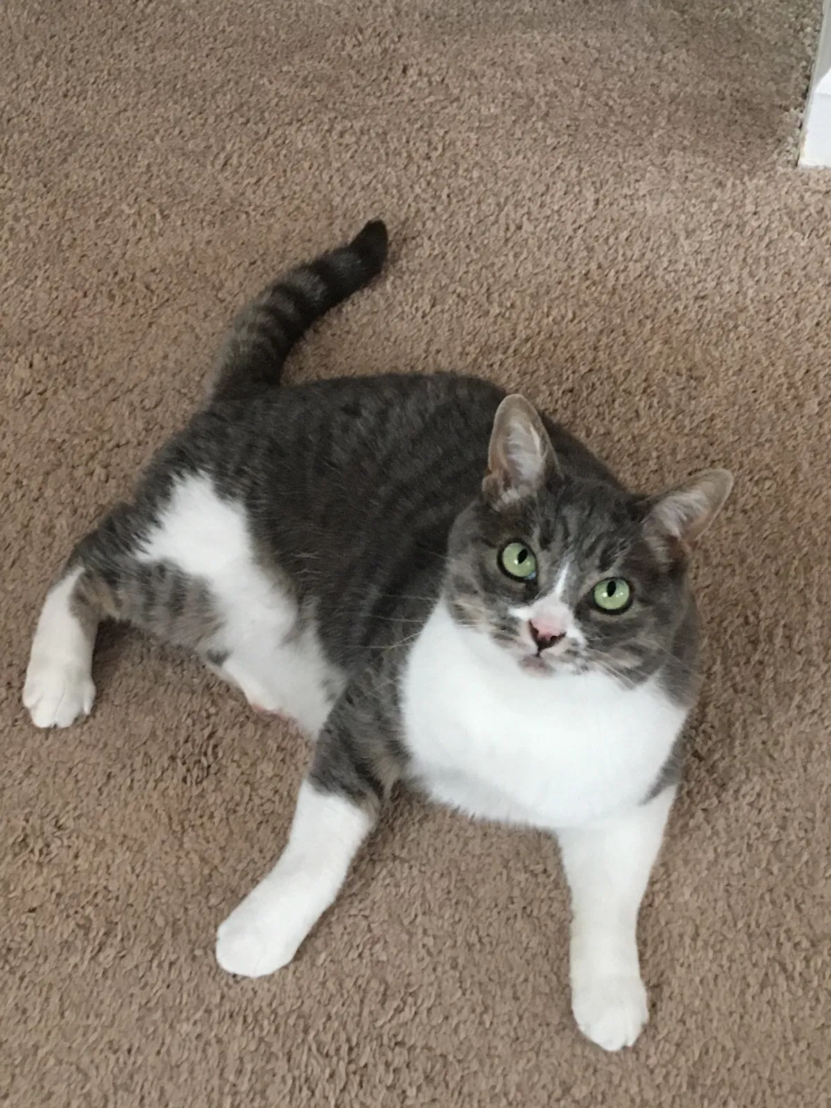 Lost cat in Atascadero, CA, 93422