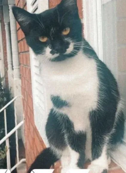 Lost cat in Fort Oglethorpe, GA, 30742