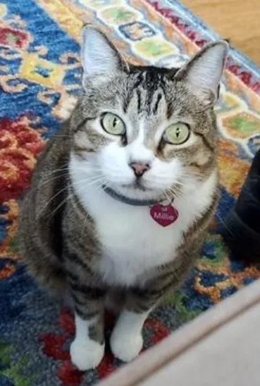 Lost cat in Saint Petersburg, FL, 33704