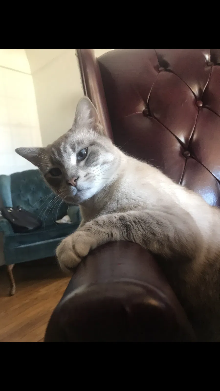 Lost cat in San Diego, CA, 92115