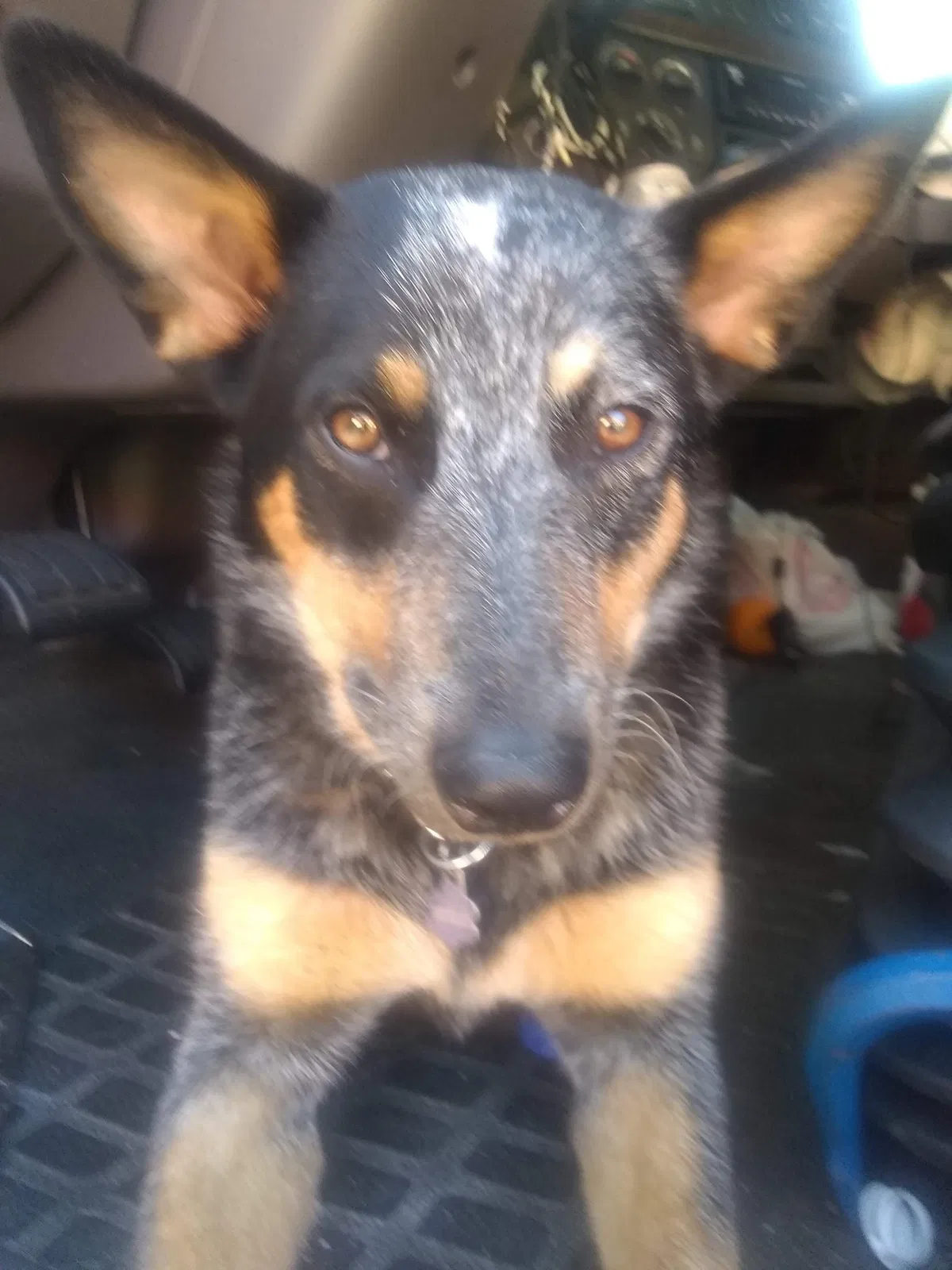 Lost dog in Denver, CO, 80261