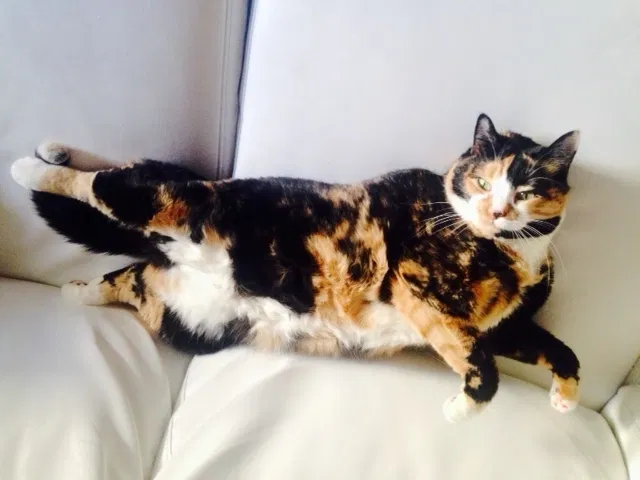 Lost cat in Harrison, NJ, 7029
