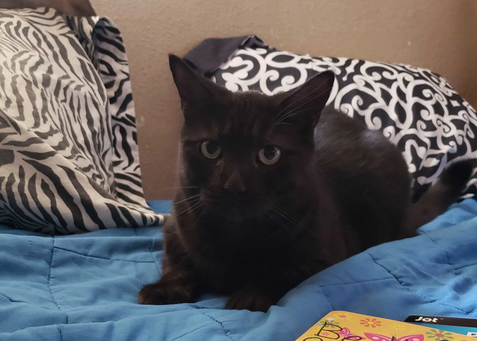 Lost cat in Sacramento, CA, 95842