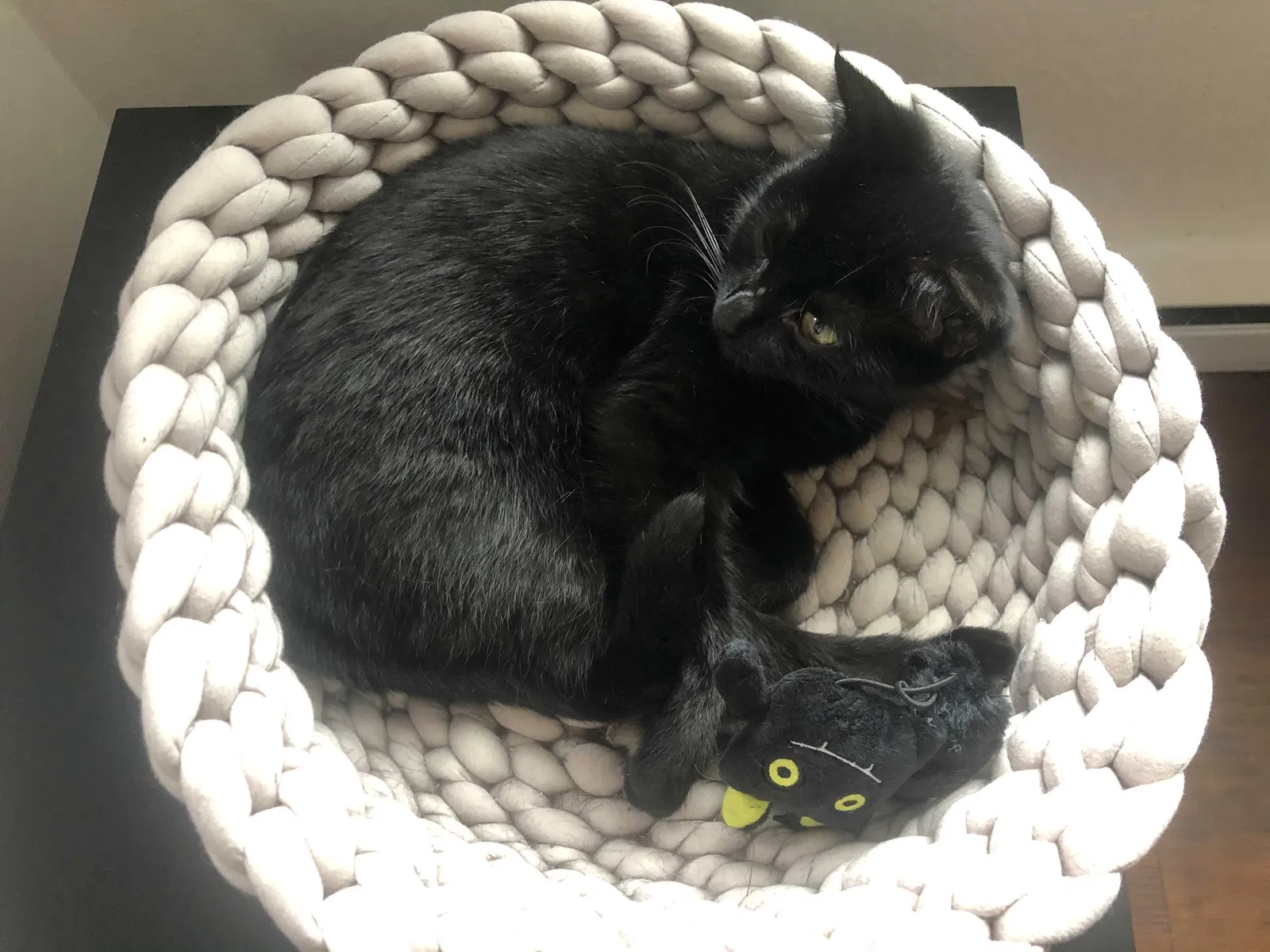 Lost cat in Seattle, WA, 98144
