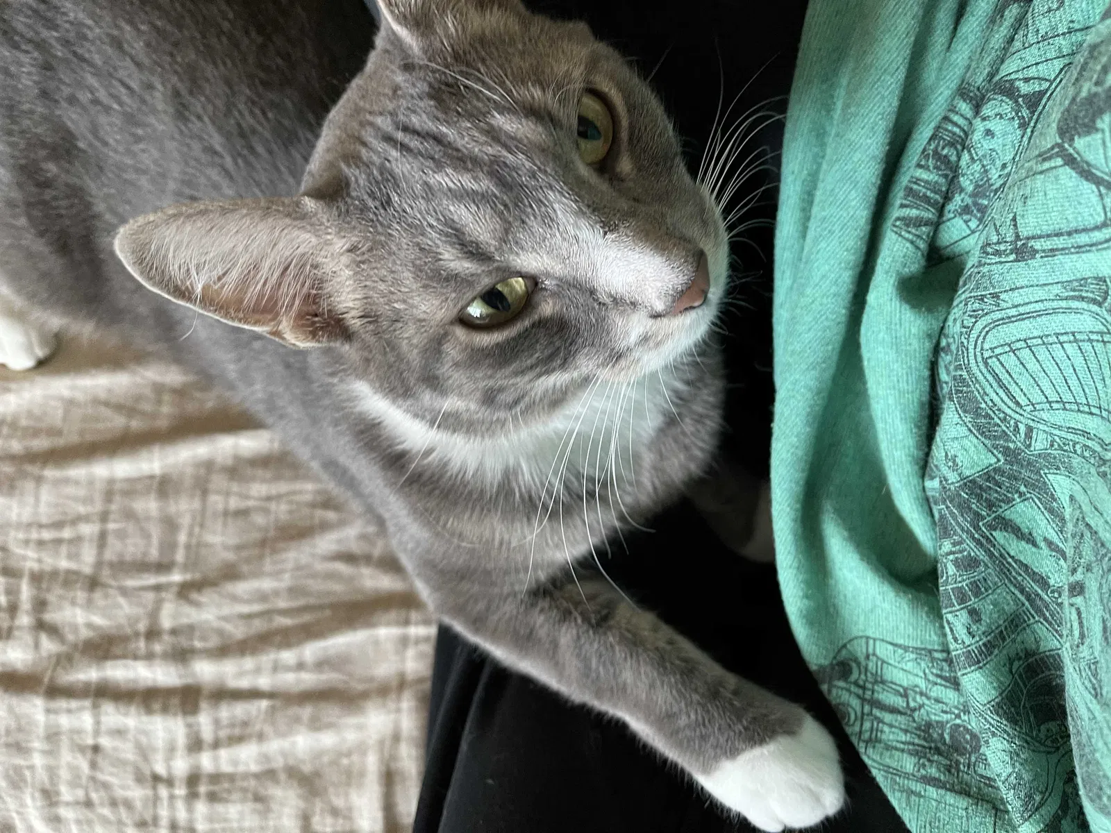 Lost cat in Saint Charles, MO, 63301