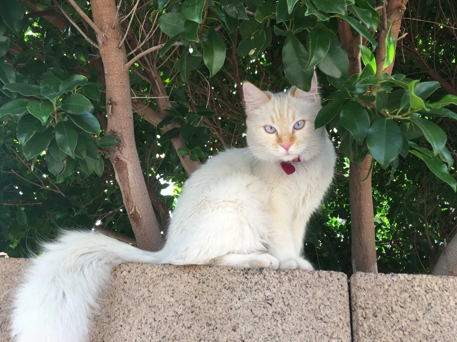 Lost cat in Chandler, AZ, 85224