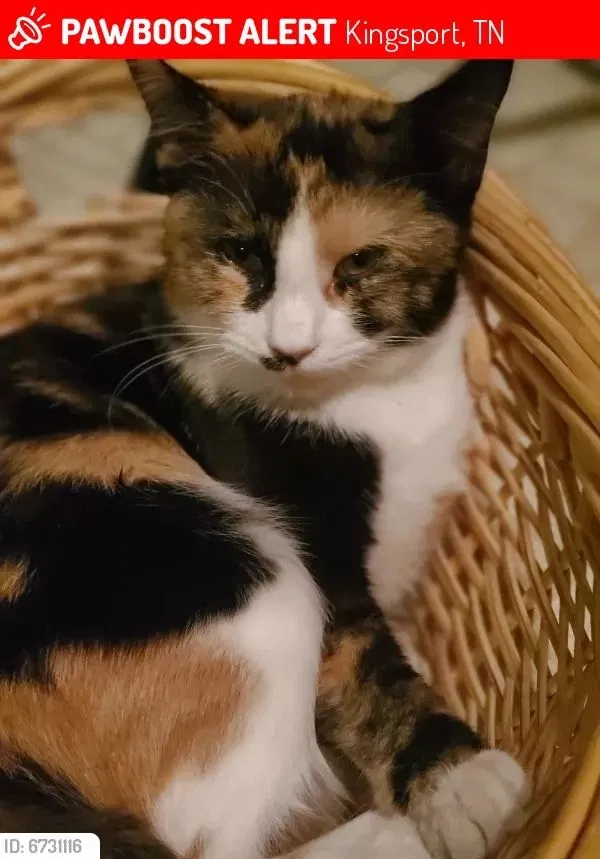 Lost cat in Kodak, TN, 37764