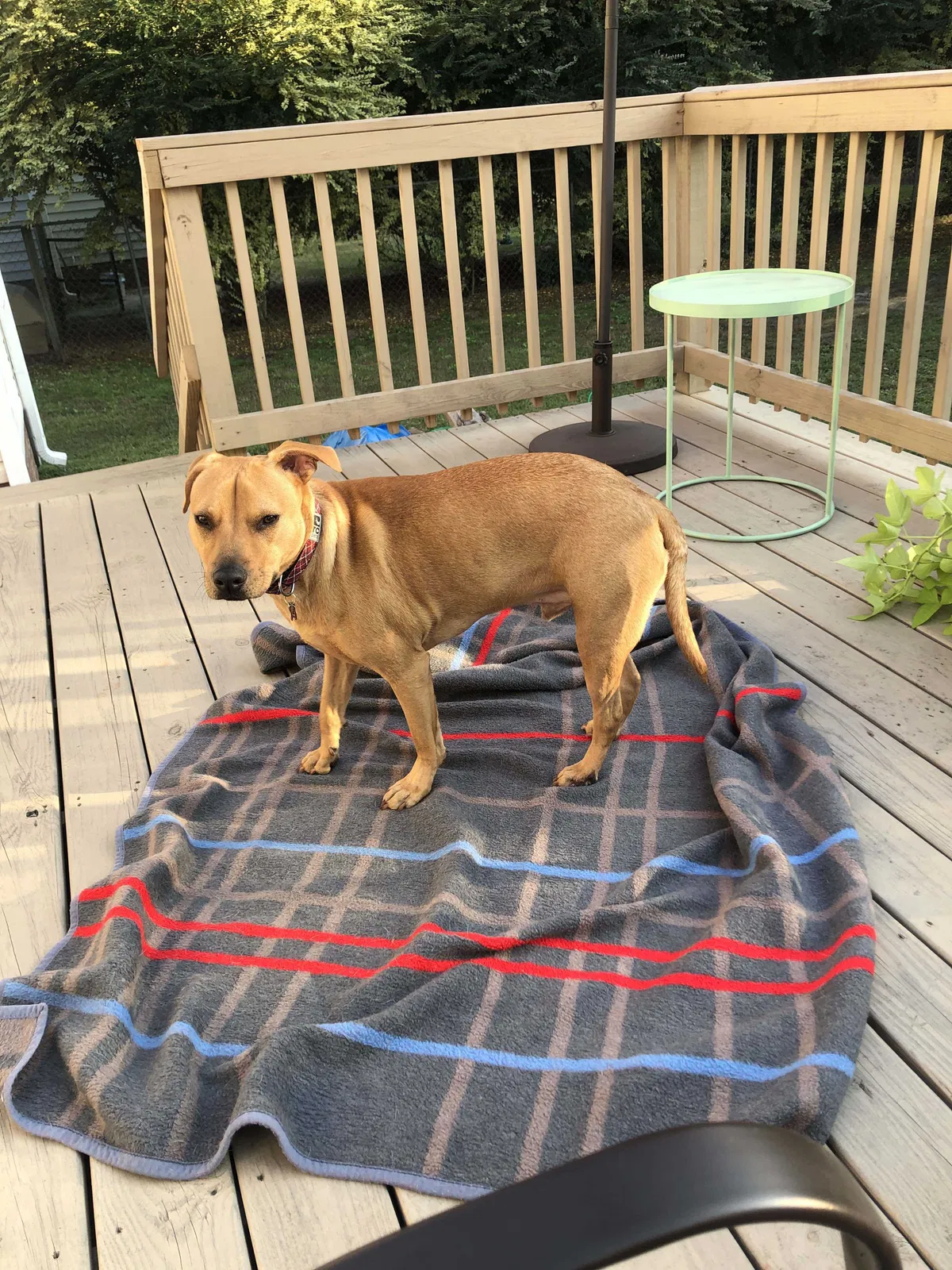 Lost dog in Rock Hill, SC, 29732