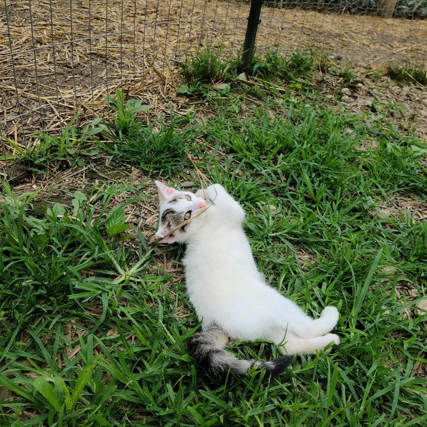 Lost cat in Cincinnati, OH, 45246