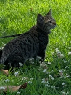 Lost cat in Anaheim, CA, 92805