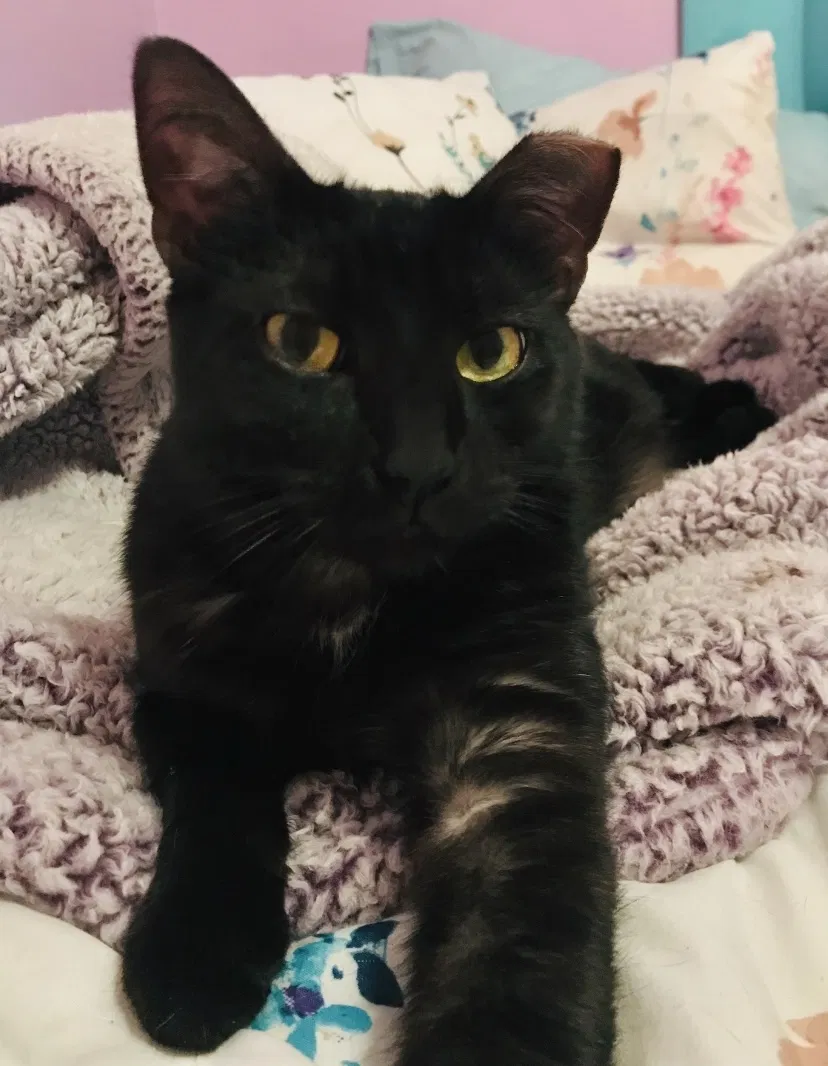Lost cat in Champaign, IL, 61821