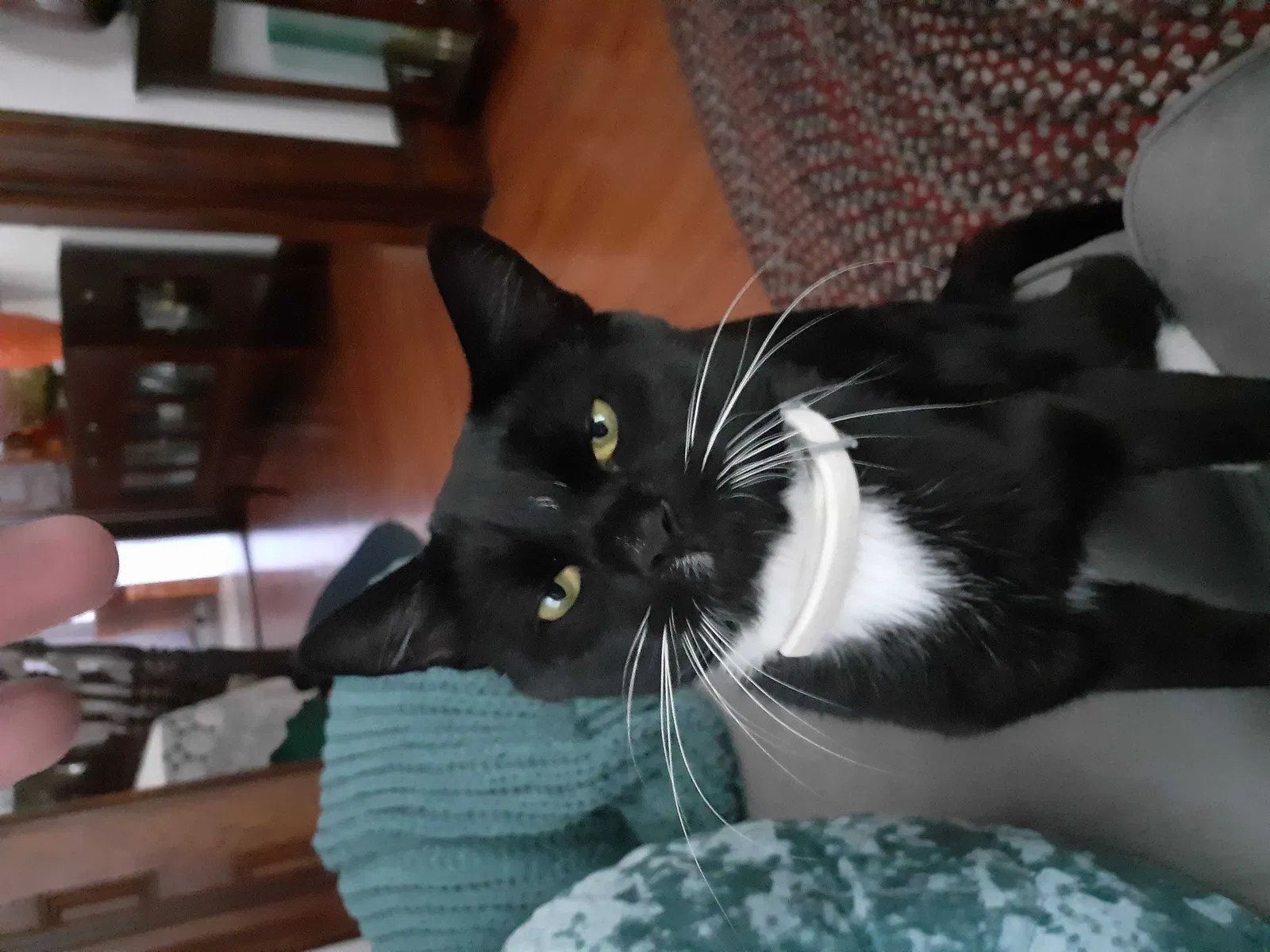 Lost cat in Springfield, MA, 1108