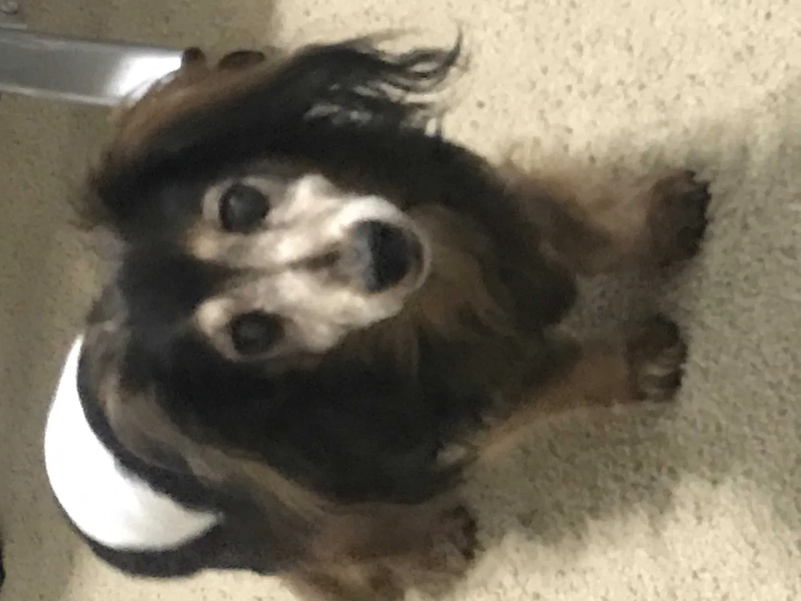 Lost dog in Cheltenham, MD, 20623