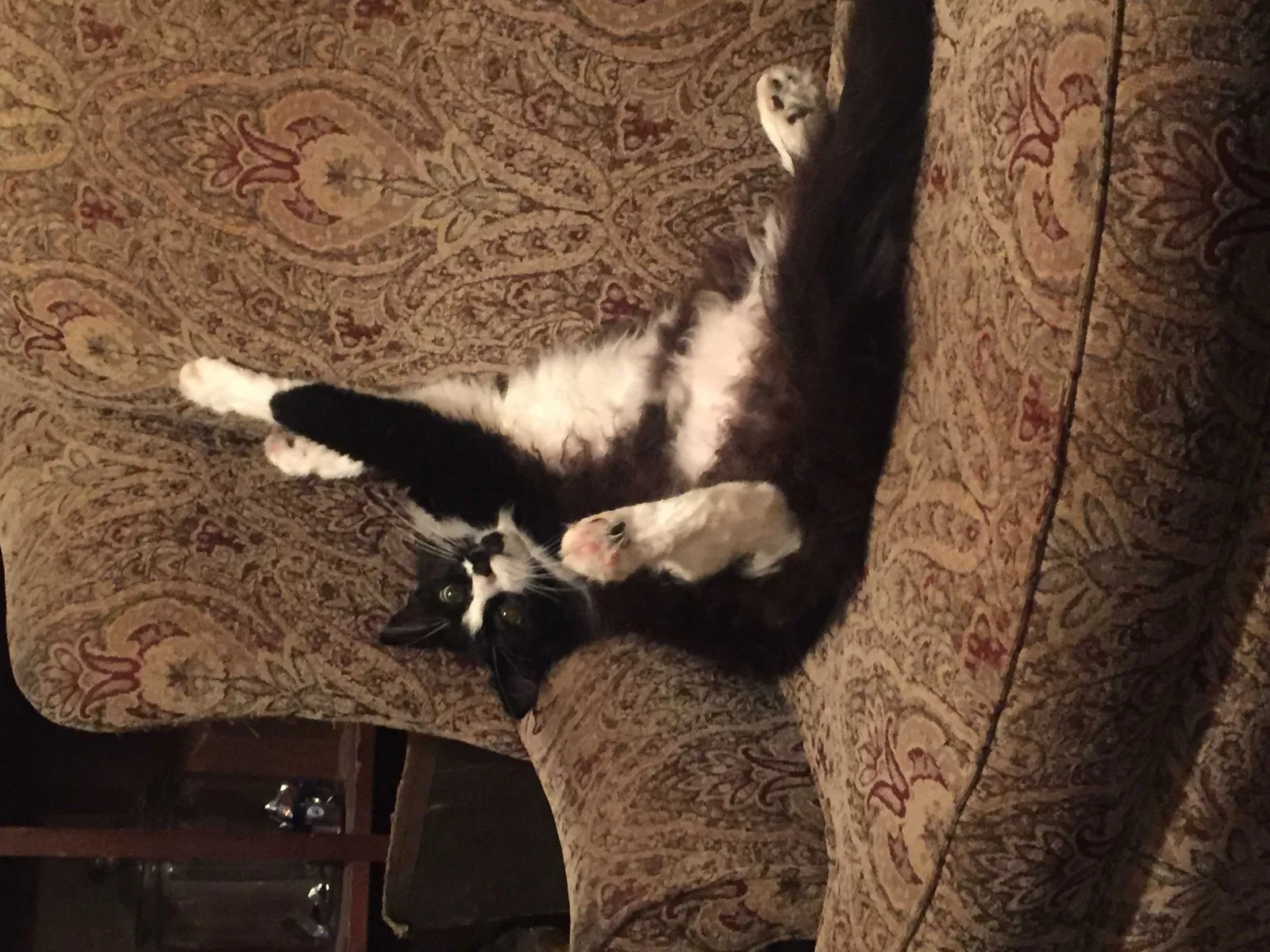 Lost cat in Katy, TX, 77494