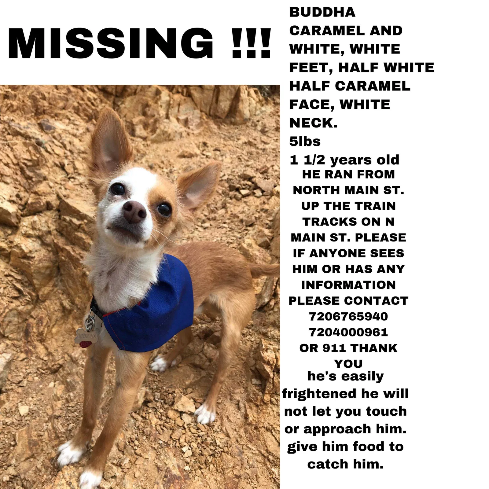 Lost dog in Brighton, CO, 80601