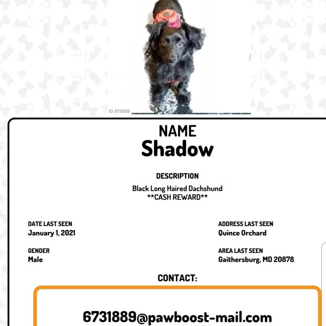 Lost dog in Gaithersburg, MD, 20878