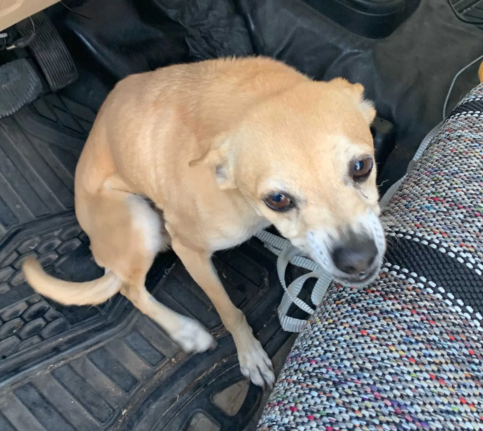 Lost dog in Rio Rancho, NM, 87124