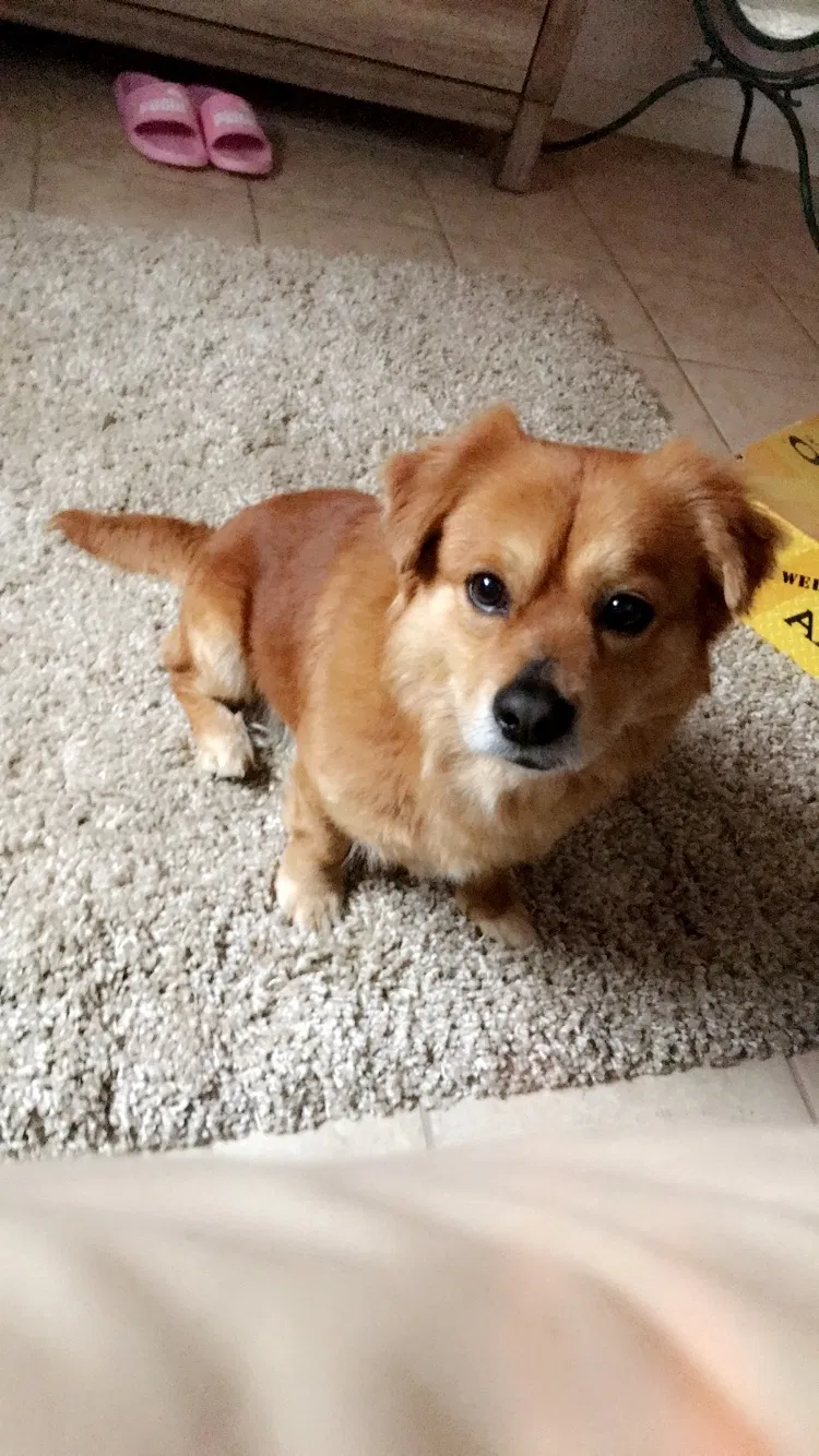 Lost dog in Corpus Christi, TX, 78417