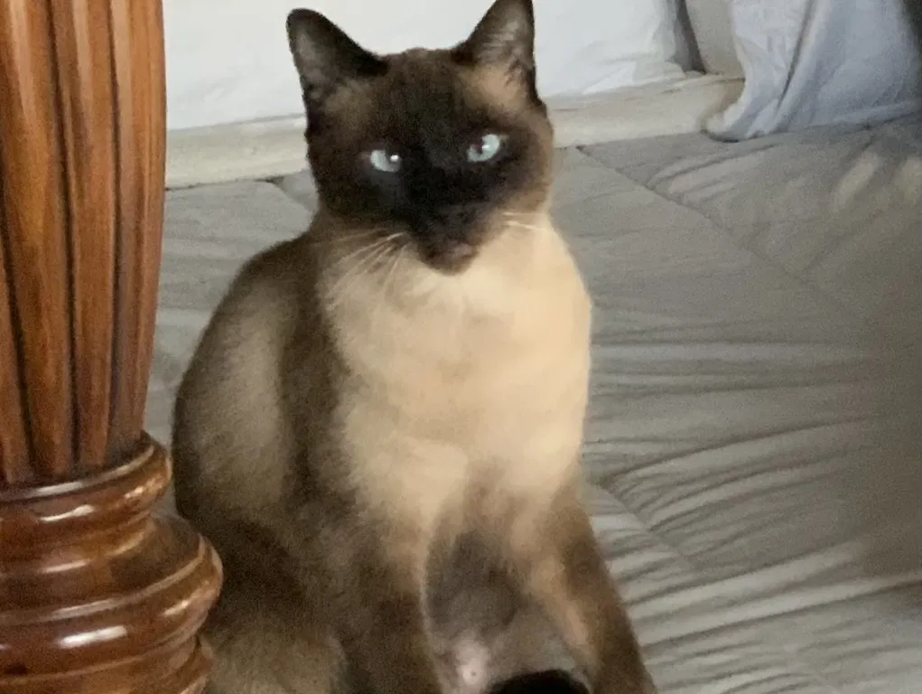 Lost cat in Greenville, SC, 29609
