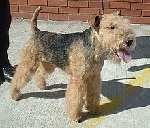 Lost dog in Laurel, MD, 20707