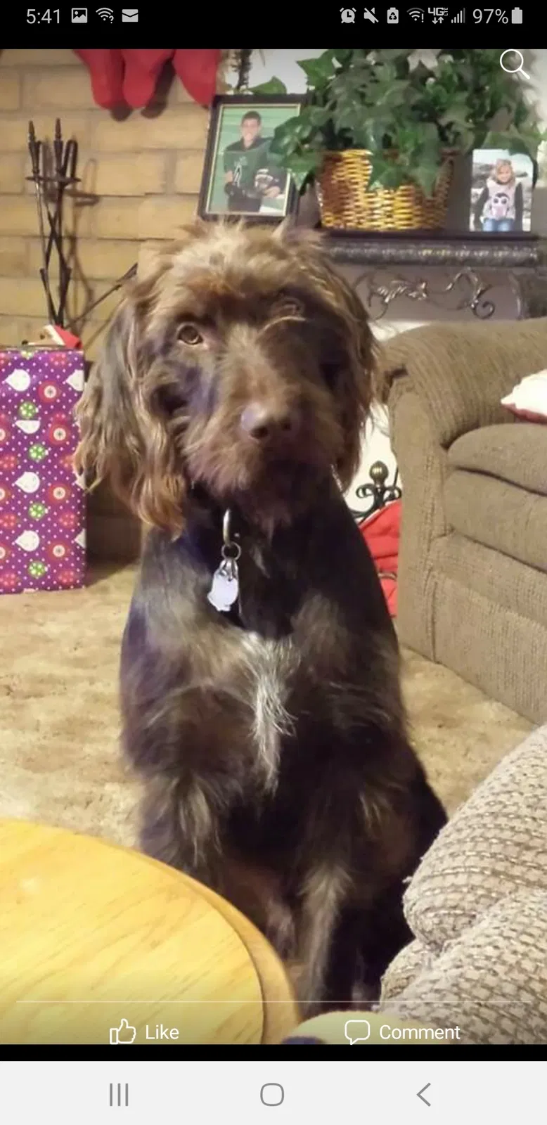 Lost dog in Oroville, CA, 95966