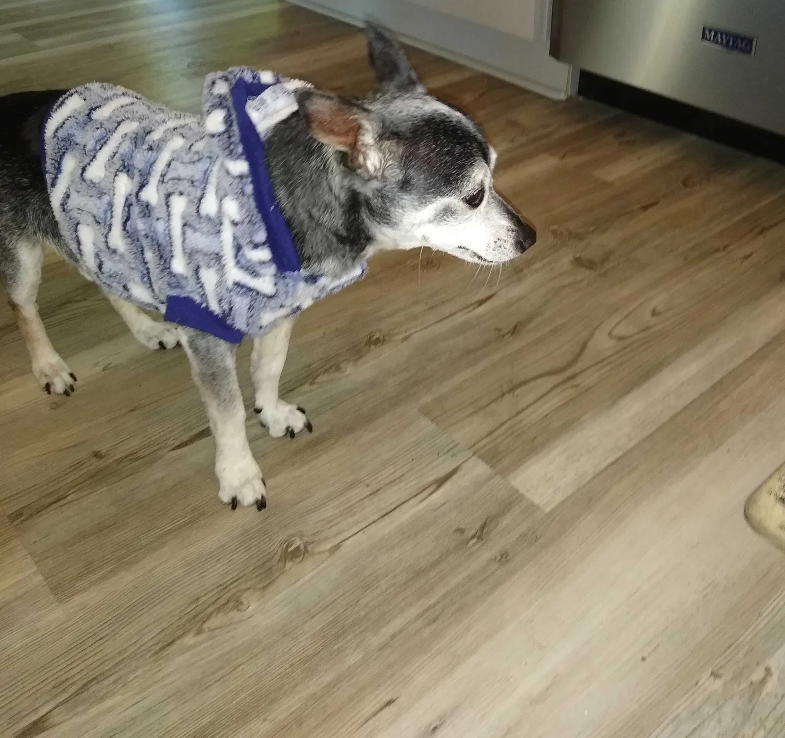 Lost dog in Unknown, FL, 34315
