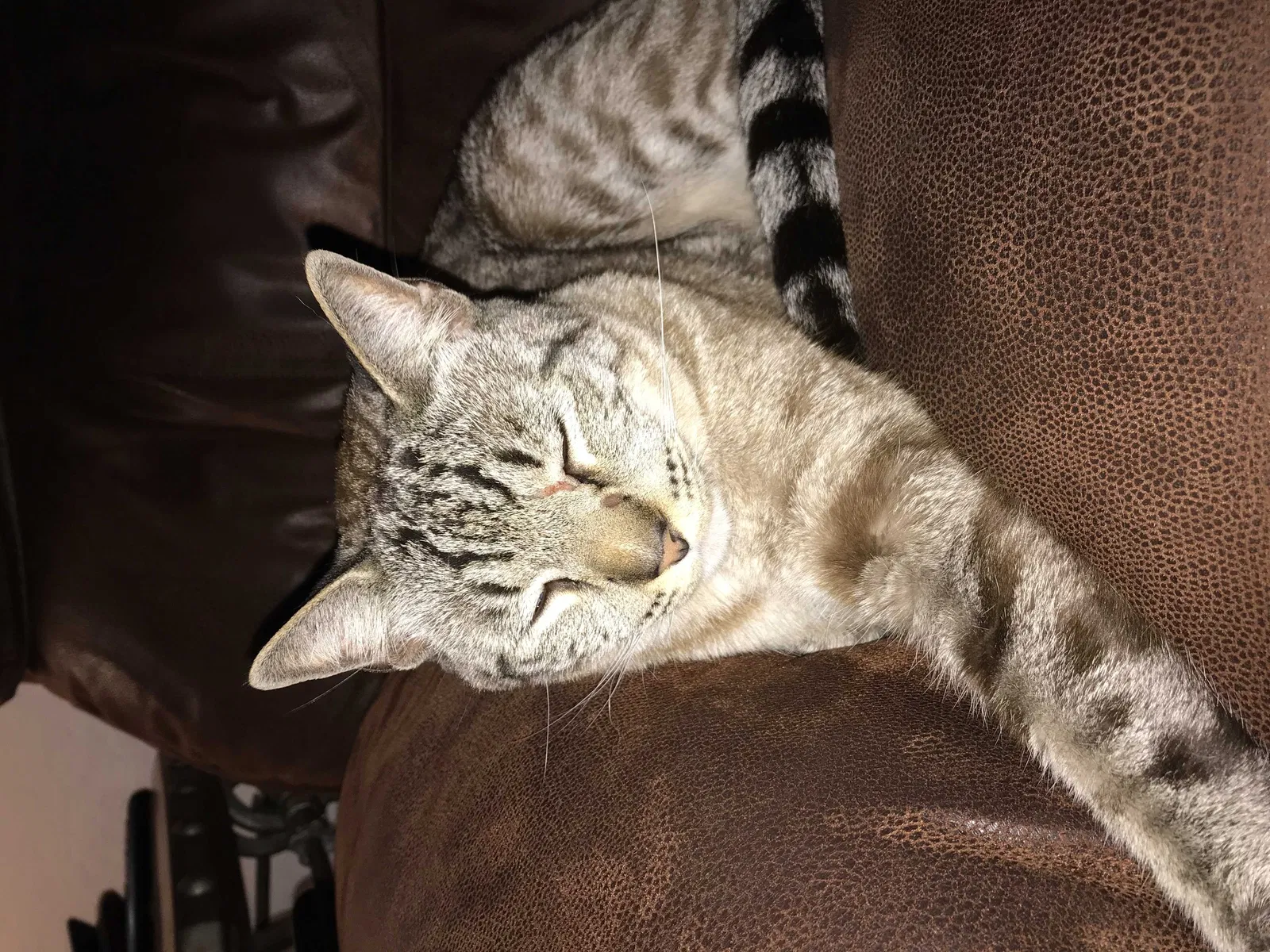 Lost cat in San Bernardino, CA, 92405