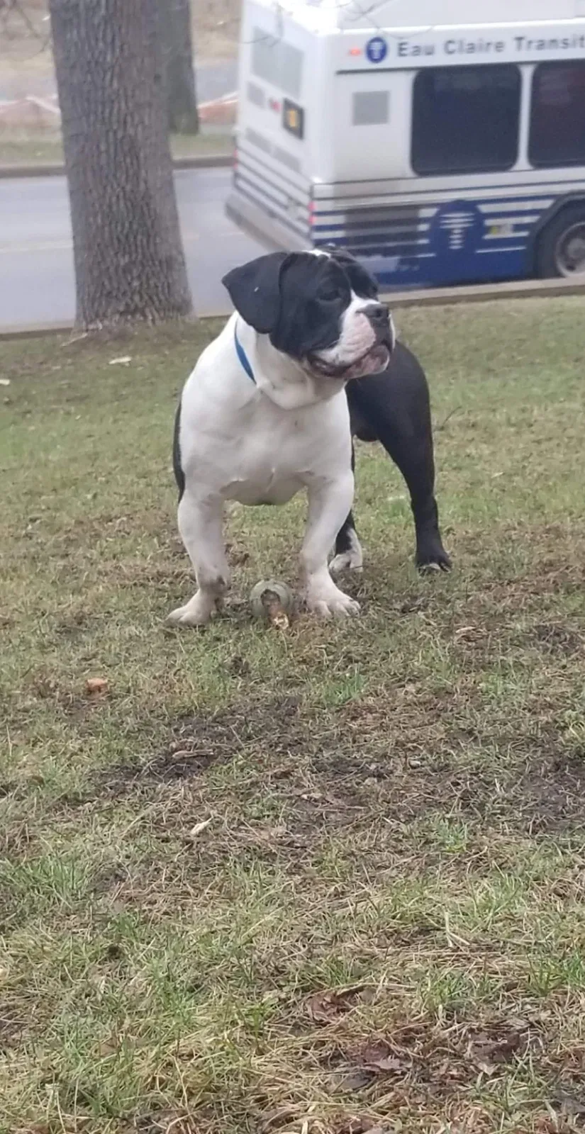 Lost dog in Eau Claire, WI, 54703