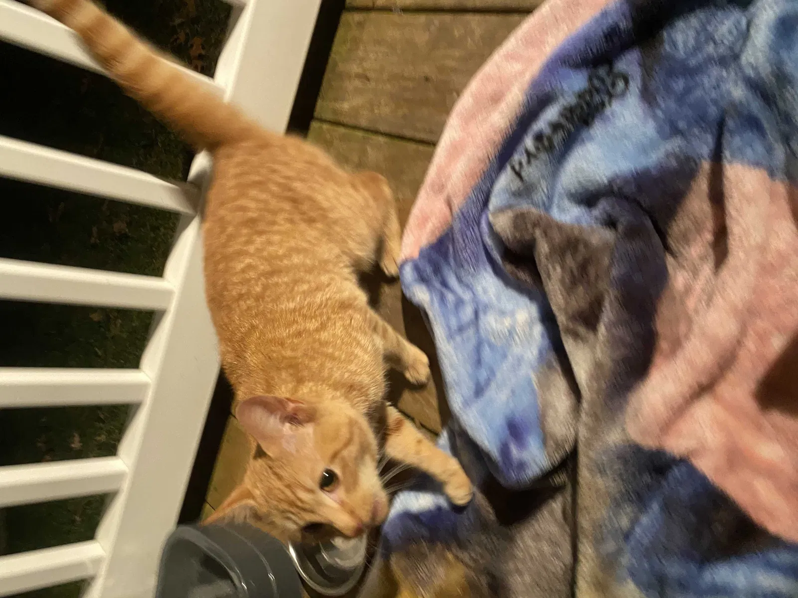 Found cat in Glen Rock, PA, 17327
