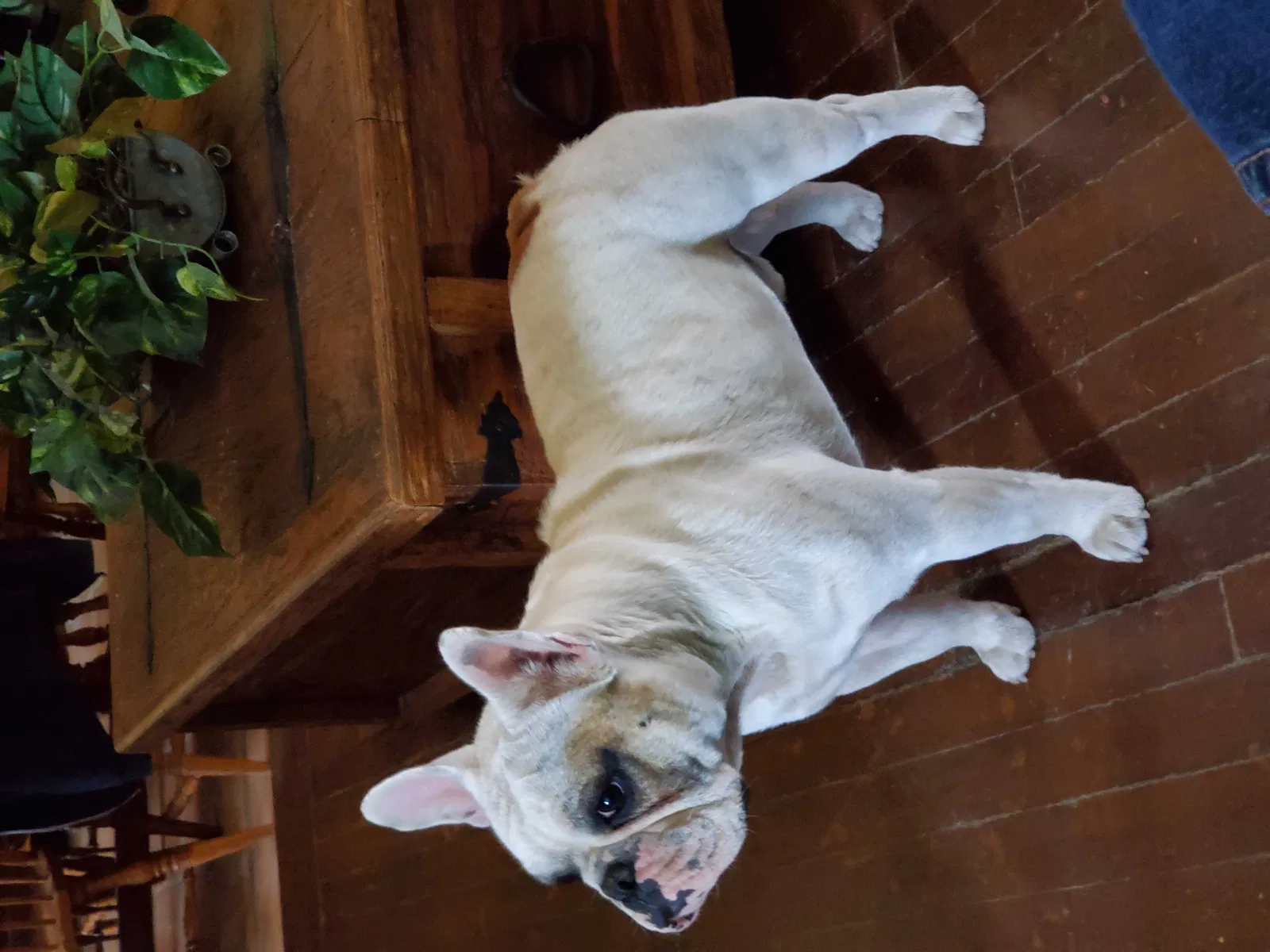 Lost dog in Midland, TX, 79705