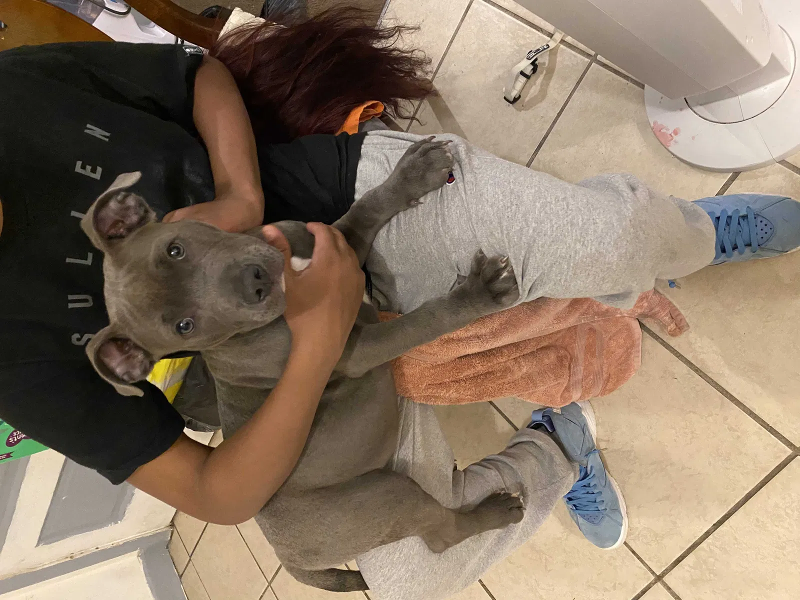 Lost dog in Middletown, OH, 45044