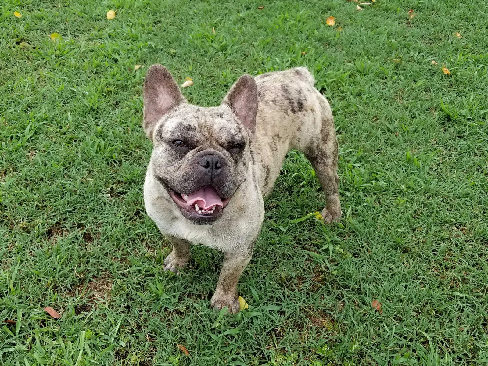 Lost dog in Goose Creek, SC, 29445