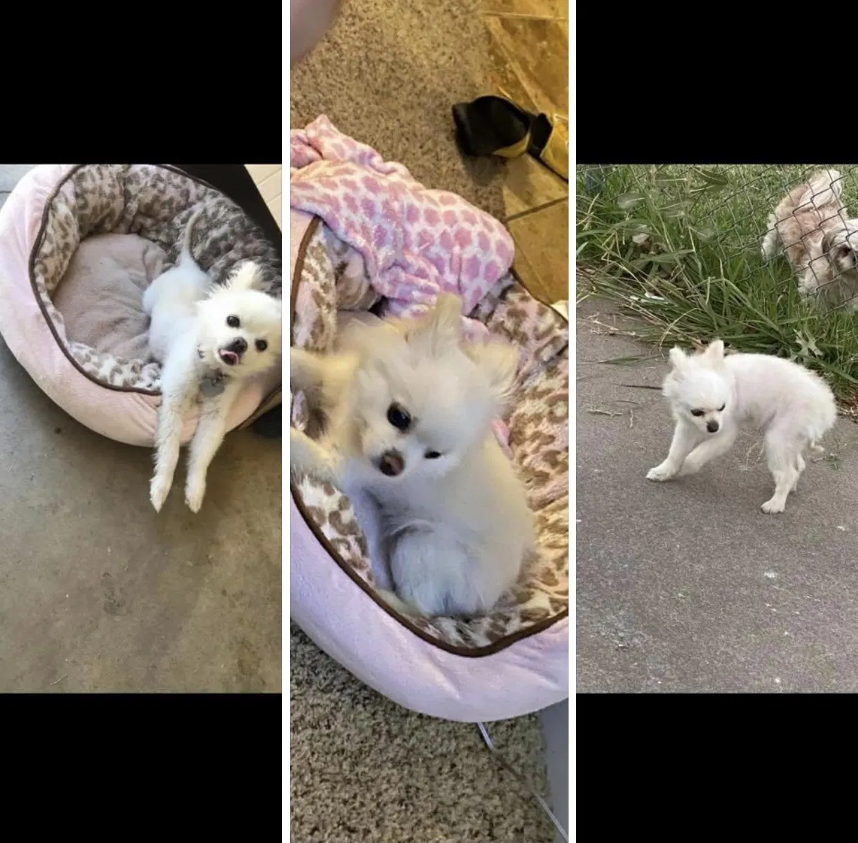 Lost dog in Rio Linda, CA, 95673