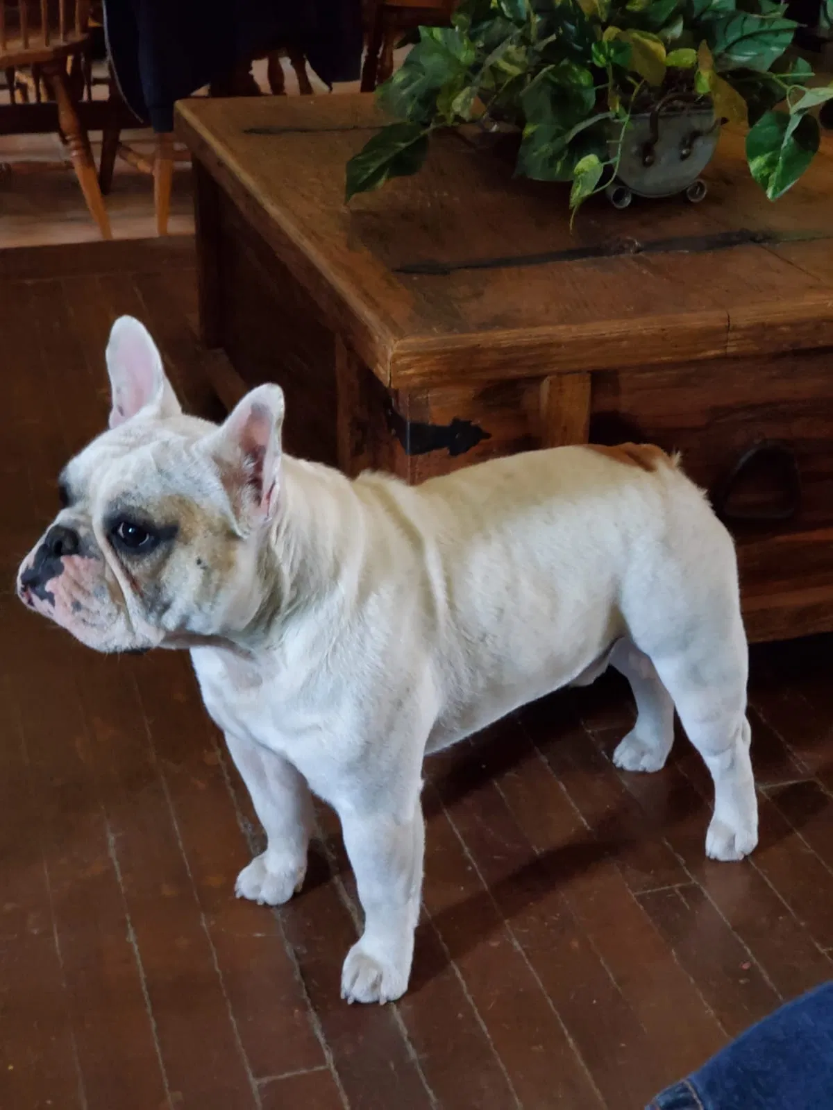 Lost dog in Midland, TX, 79705