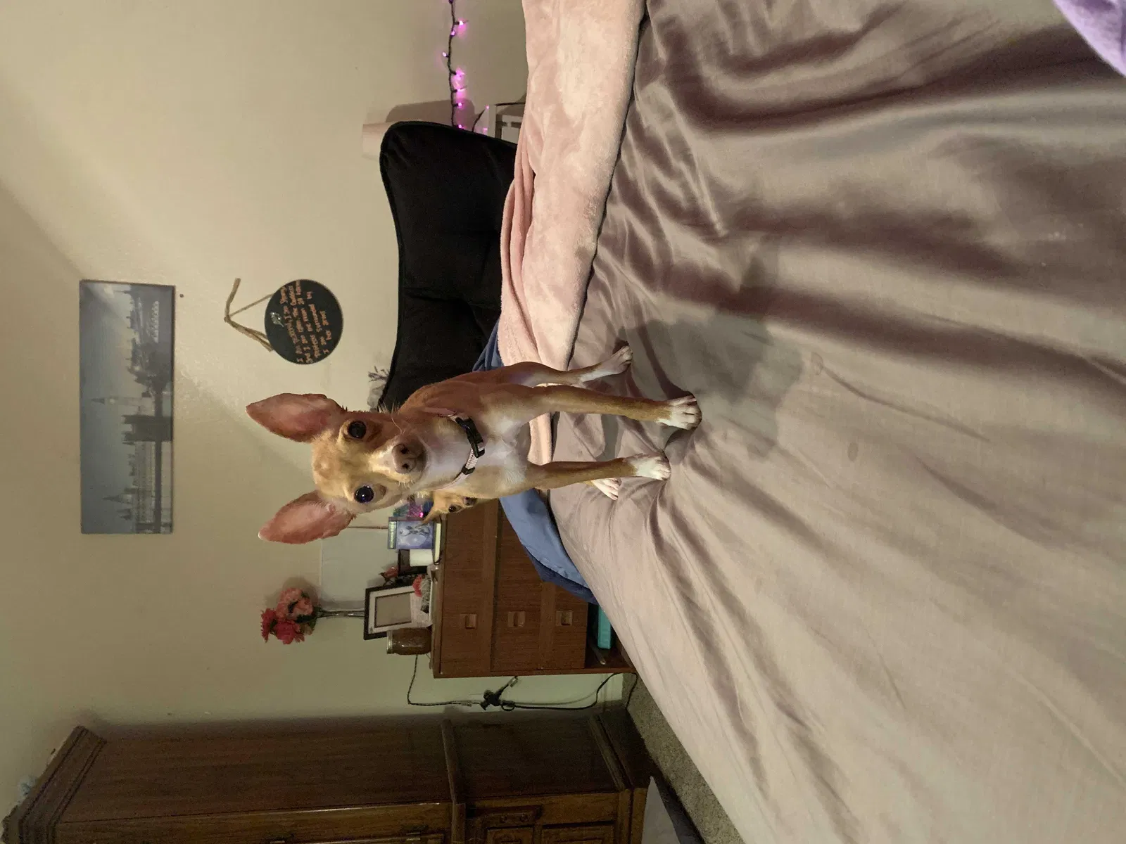 Lost dog in Fort Worth, TX, 76116