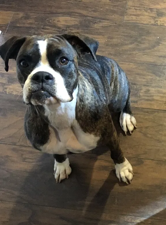 Lost dog in Colorado Springs, CO, 80907