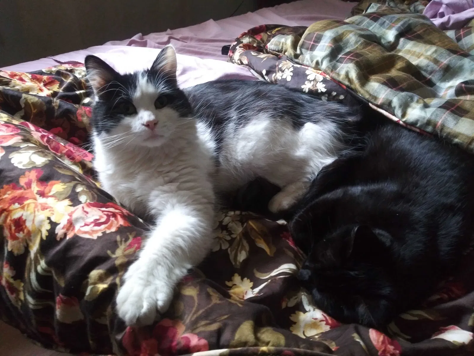Lost cat in Salem, OR, 97306