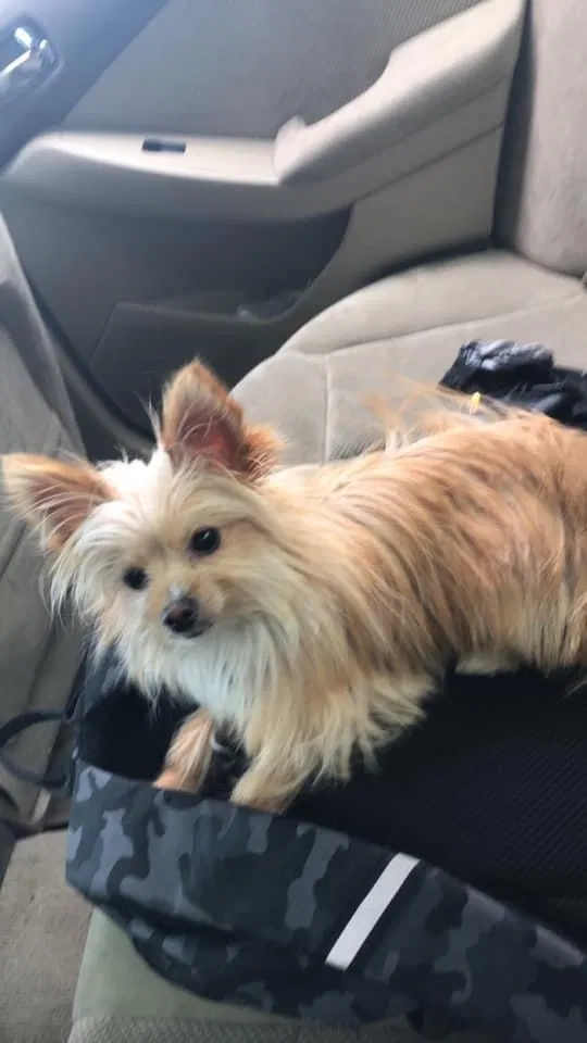 Lost dog in Valdosta, GA, 31602