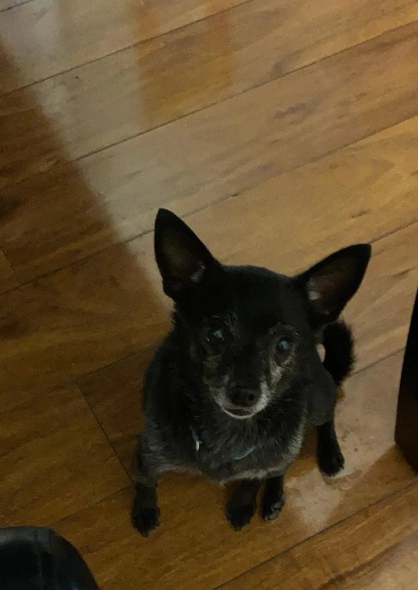 Lost dog in Albuquerque, NM, 87122