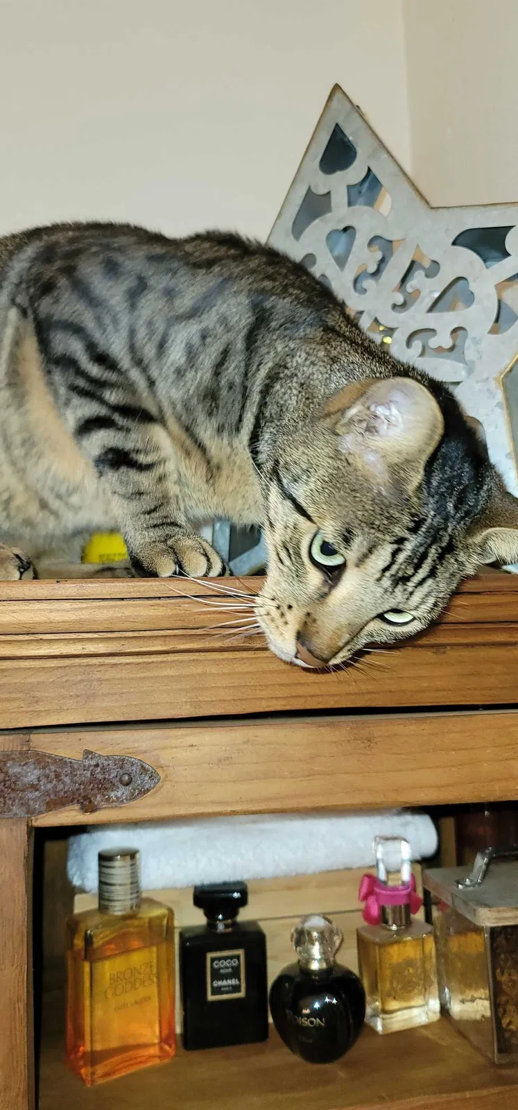 Lost cat in Lakeside, CA, 92040
