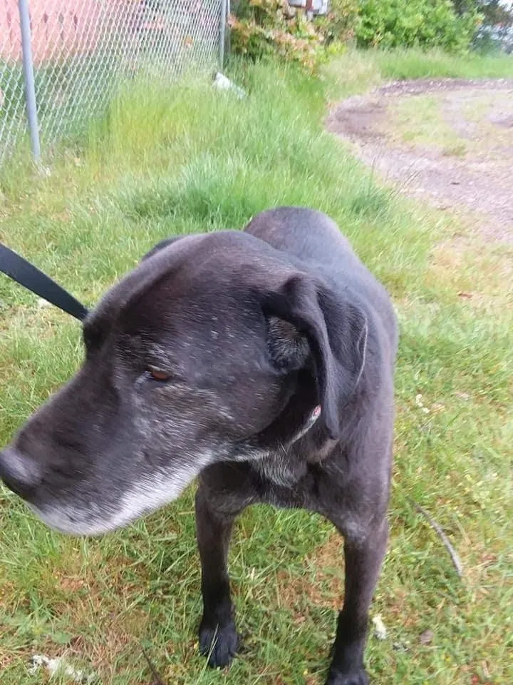 Lost dog in Bonney Lake, WA, 98391