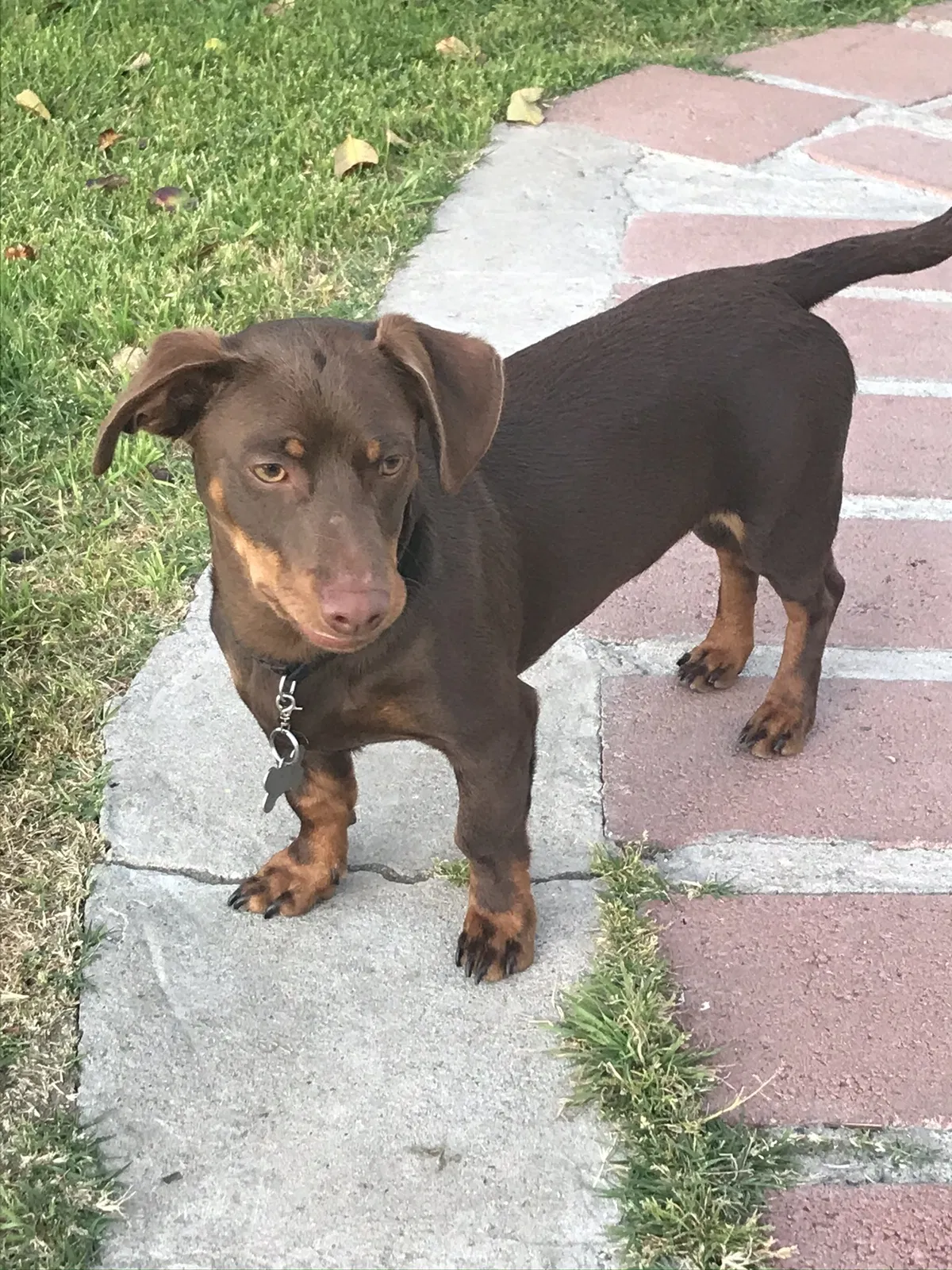 Lost dog in San Diego, CA, 92113